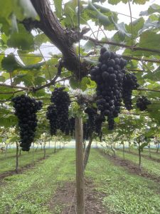 🍇